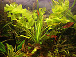 Aponogeton ulvaceus,  ...