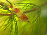 Caridina cantonensis sp. "Crystal Red"