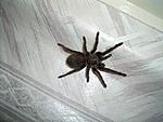       - Brachypelma Albopilosum