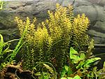 Rotala roundifolia
