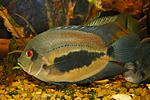 Uaru amphiacanthoides Heckel