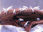 Procambarus Clarkii white
