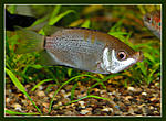 Nikon D700, Nikkor 105 f2,8D mikro, 
Nikon SB-900, 
1600, 1/60, f16