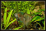     ... 
Nikon D700, Nikkor 24x85 f2,8-4D, 
Nikon SB-900, 
85, 800, 1/250, f22