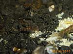 Caridina cf. babaulti var. "Stripes" 
 ()