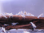 Procambarus Clarkii white