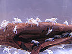 Procambarus Clarkii white