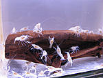 Procambarus Clarkii white
