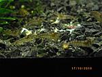 Caridina cf. babaulti var. "Stripes" 
