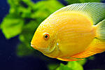 severum1