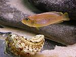 Lamprologus ocellatus "gold"