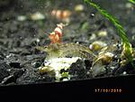 Caridina cf. babaulti var. "Stripes" 
