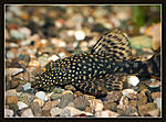 Nikon D700, Nikkor 105 f2,8D mikro, 
 , 
1600, 1/60, f16