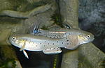 stigmatogobius sadanundio