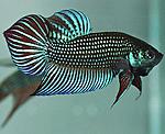 Betta sp.