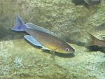 Cyprichromis leptosoma Livua