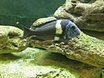 Tropheus duboisi "Maswa"