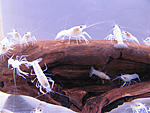 Procambarus Clarkii white