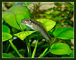 Nikon D90, 
Nikkor 24x85 f2,8-4D, 
  
75, 500, 1/60, f16.