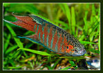 Nikon D700, Nikkor 105 f2,8D mikro, 
 , 
1600, 1/60, f16