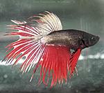 Betta splendens XVII