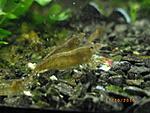 Caridina cf. babaulti var. "Stripes" 
