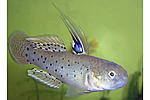 stigmatogobius sadanundi