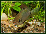 Nikon D700, Nikkor 24x85 f2,8-4D, 
Nikon SB-900, 
85, 800, 1/250, f22