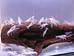 Procambarus Clarkii white