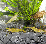 Neocaridina heteropoda var. Yellow   ,  ,  . Yellow shrimp, Gelbe Garnele, Yellow Fire