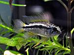 Apistogramma bitaeniata YELLOW NAPO