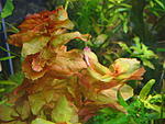   Big Leaf 1
