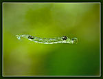 Nikon D90, 
Nikkor 105 f2.8D Micro, 
Nikon Speedlight SB-900.