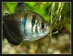 Nikon D700, 
Nikkor 85 f1.8D, 
, 
Nikon Speedlight SB-900, 
iso800, 1/250, f13