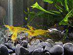 Neocaridina heteropoda var. Yellow   ,  ,  . Yellow shrimp, Gelbe Garnele, Yellow Fire