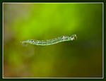 Nikon D90, 
Nikkor 105 f2.8D Micro, 
Nikon Speedlight SB-900.