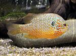 Lepomis megalotis