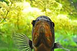 Astronotus ocellatus