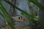 Mikrogeophagus ramirezi