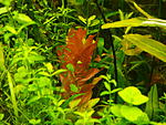   Big Leaf