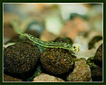 Nikon D90, 
Nikkor 105 f2.8D Micro, 
Nikon Speedlight SB-900.