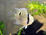 Cleithracara maronii