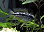 Apistogramma bitaeniata YELLOW NAPO