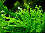 Microsorum pteropus Windelov 5