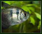 Nikon D700, 
Nikkor 85 f1.8D, 
, 
Nikon Speedlight SB-900.
