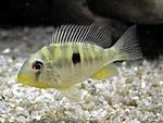 Gymnogeophagus balzani