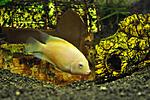 Cichlasoma nigrofasciatum 