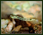 Nikon D90, 
Nikkor 105 f2.8D Micro, 
Nikon Speedlight SB-900.