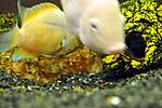 Cichlasoma nigrofasciatum   