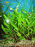   (Cryptocoryne wendtii)  
